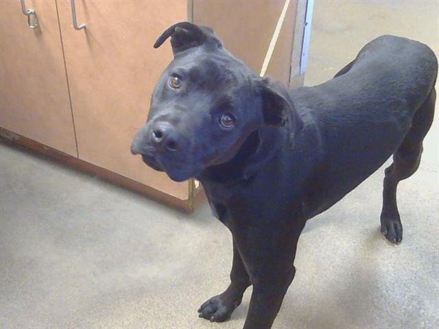 REESE - American Pit Bull Terrier / Labrador Retriever for adoption in Roseville