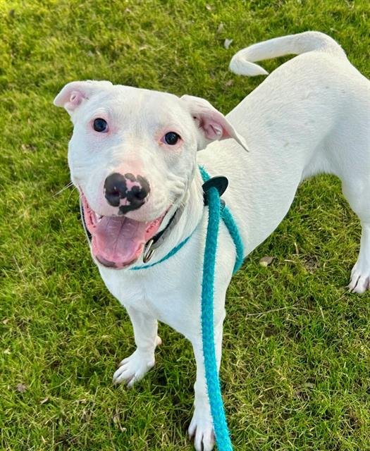 *CHICA - Pit Bull Terrier available for adoption