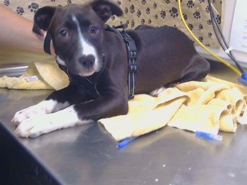 A928022 - Pit Bull Terrier available for adoption