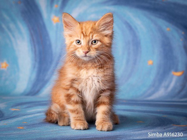 SIMBA Image