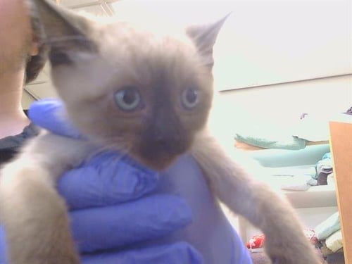 A929064 - Siamese available for adoption