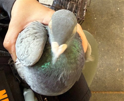 *GLOWWORM - Pigeon available for adoption