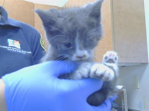 *NORI - Domestic Short Hair for adoption in Elk Grove