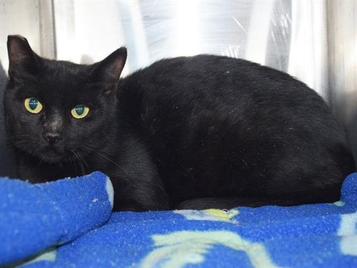 *LARRY (BARN CAT) - Domestic Short Hair available for adoption