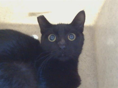 A928277 - Domestic Short Hair available for adoption