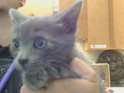 *DEVLIN - Domestic Short Hair available for adoption