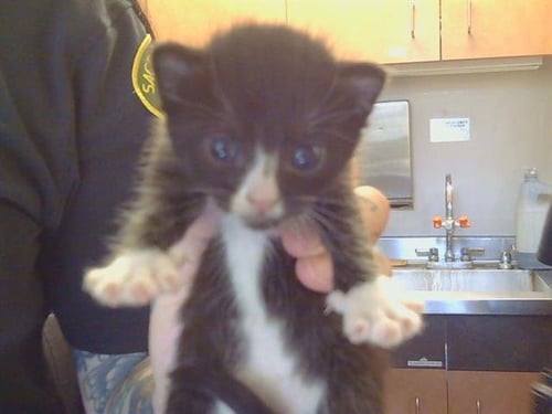 A915734 - Domestic Short Hair available for adoption
