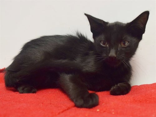 *MALCOM - Oriental Short Hair for adoption in Elk Grove