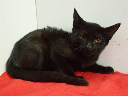 *COMET - Domestic Short Hair available for adoption