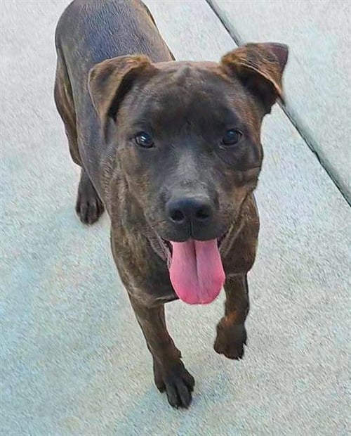 *CHER - Pit Bull Terrier available for adoption