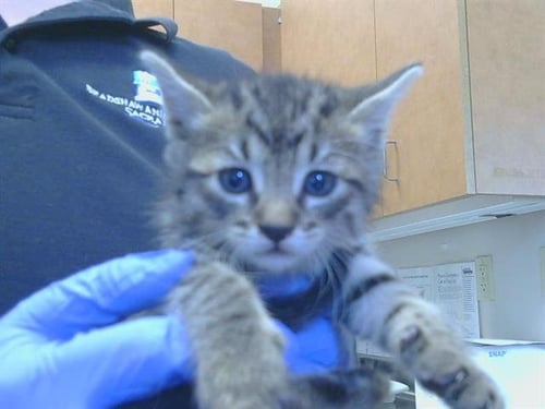 A926516 - Domestic Short Hair available for adoption