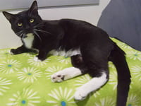*GENERAL WHISKERS - Photo 1