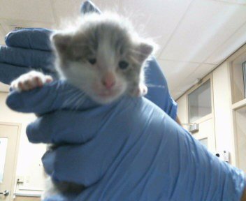 A921314 - Domestic Short Hair available for adoption