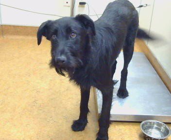 *GINO - Labrador Retriever / German Wirehaired Pointer available for adoption