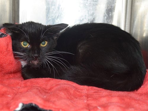 *BRUCE - Domestic Short Hair available for adoption