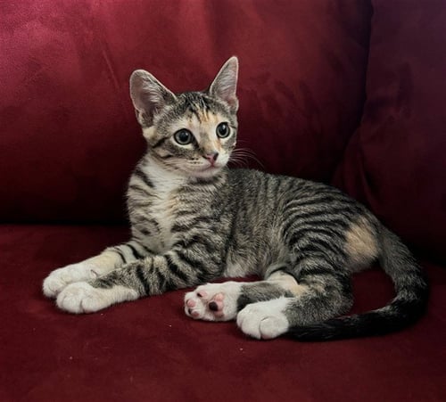 A922216 - Domestic Short Hair available for adoption