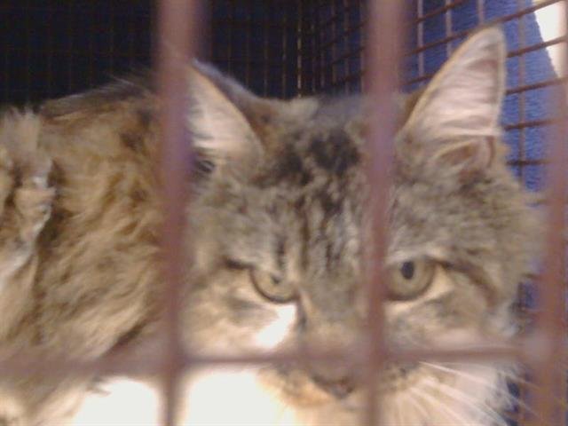 *BETSY (GARDEN CAT) - Domestic Medium Hair for adoption in Elk Grove