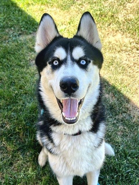 *NANOOK - Siberian Husky available for adoption