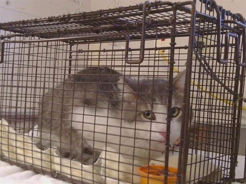 *EPHRAIM - Domestic Short Hair for adoption in Elk Grove