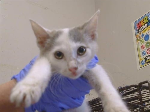 *SHAKIRA - Domestic Short Hair available for adoption