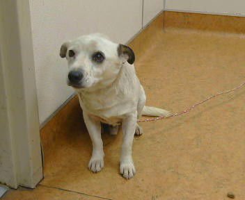 *BIG TONY - Chihuahua / Parson Russell Terrier for adoption in Roseville