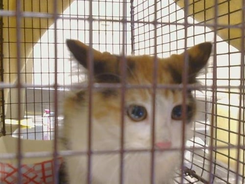 A924592 - Domestic Medium Hair available for adoption