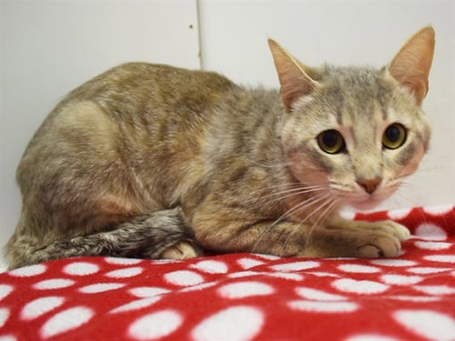 SNOWBALL - Domestic Short Hair for adoption in Elk Grove