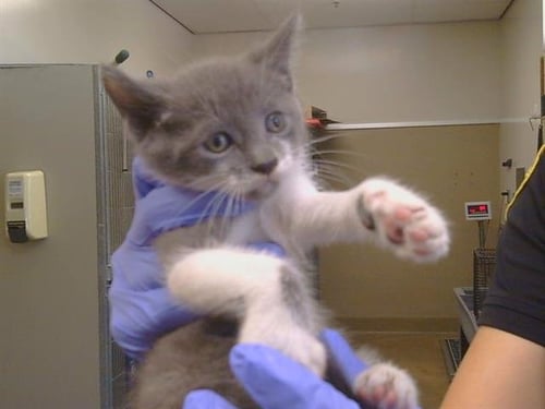 A926366 - Domestic Short Hair available for adoption