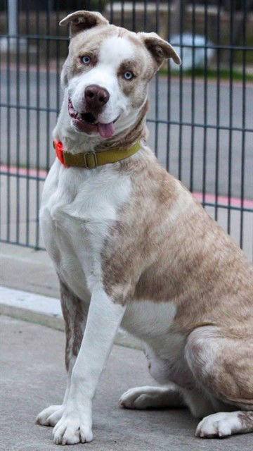 *SVEN - Pit Bull Terrier / Siberian Husky available for adoption