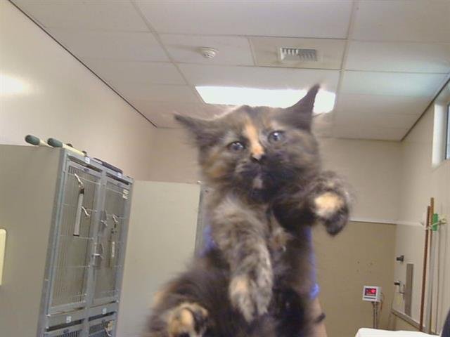 *FIONA Image