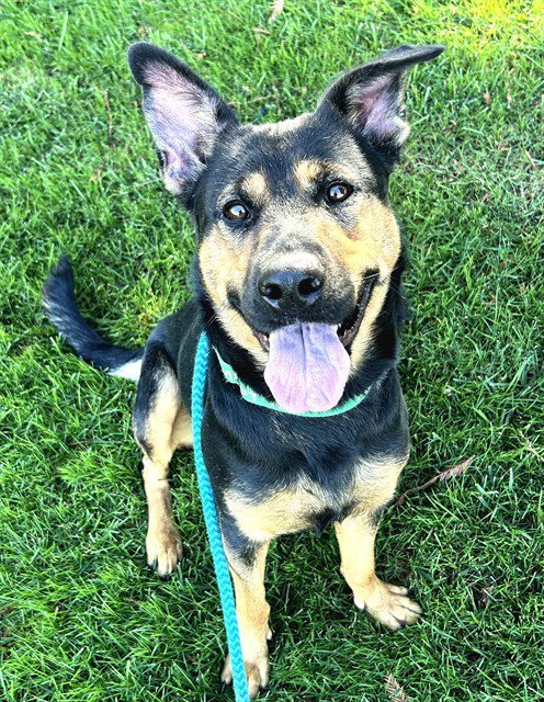 HONEY - German Shepherd Dog / Rottweiler available for adoption