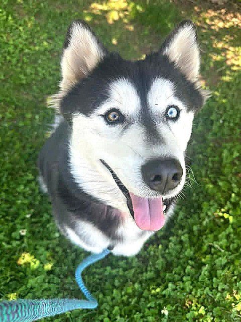 *REINA - Husky / Pembroke Welsh Corgi available for adoption