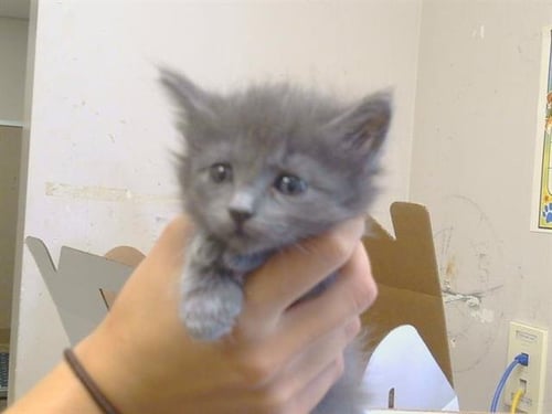 A925305 - Domestic Medium Hair available for adoption