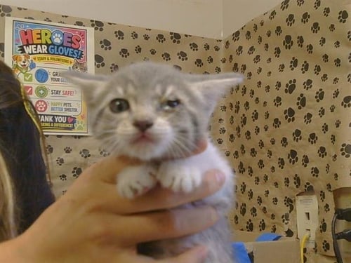 A927279 - Domestic Short Hair available for adoption