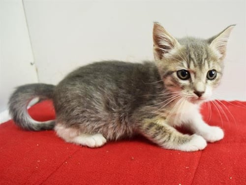 *ANASAZI - Domestic Short Hair available for adoption