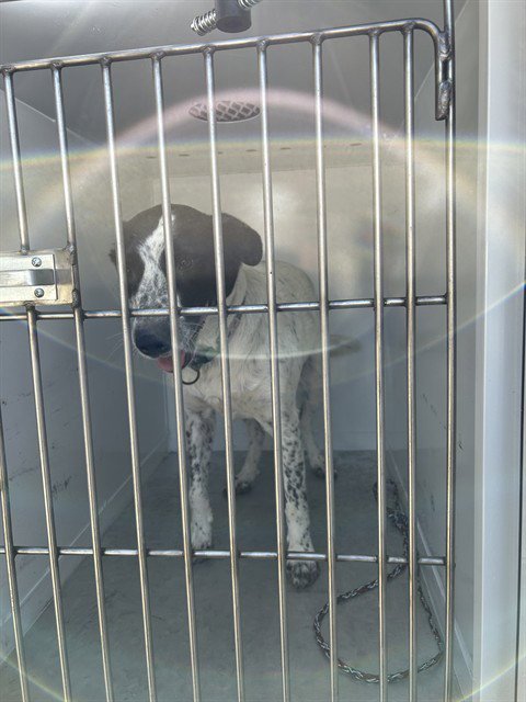 FINNEGAN (FINN) Image