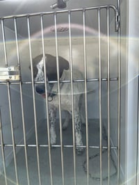 FINNEGAN (FINN) - Photo 1
