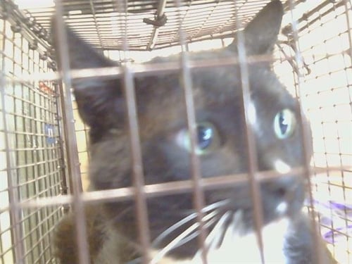 *TONY - Domestic Short Hair available for adoption