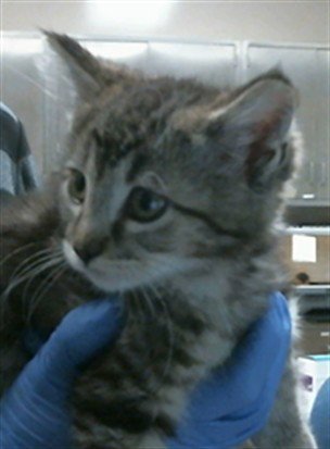 A927821 - Domestic Short Hair available for adoption