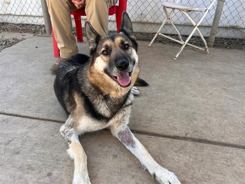 *PEACH BELLINI - German Shepherd Dog available for adoption