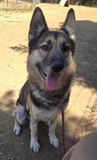 *PEACH BELLINI - German Shepherd Dog available for adoption