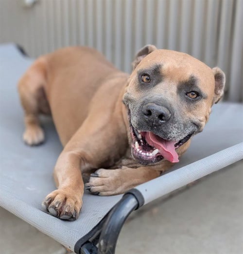 SCOOBY - Pit Bull Terrier available for adoption