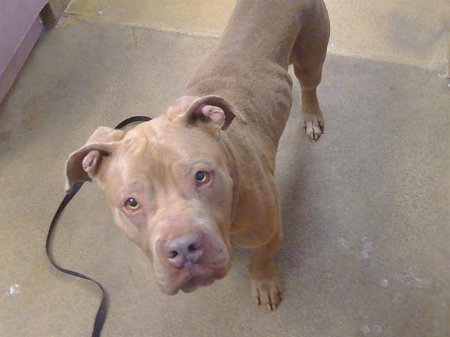 *TUM TUM - Pit Bull Terrier available for adoption