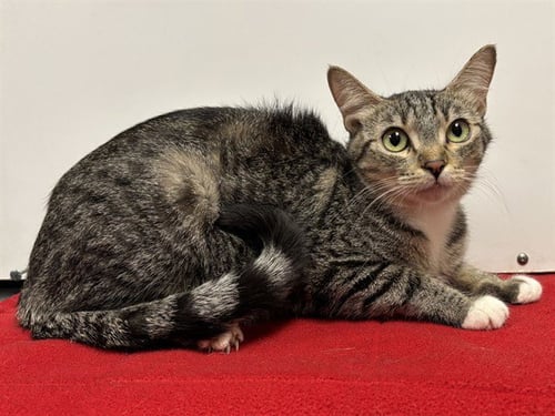 *OCEAN - Domestic Short Hair for adoption in Roseville