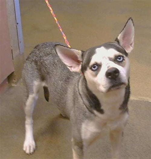 *ABIGAIL - Siberian Husky / Pit Bull Terrier available for adoption