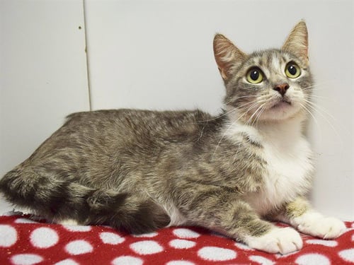 *KAMILAH - Domestic Short Hair for adoption in Roseville