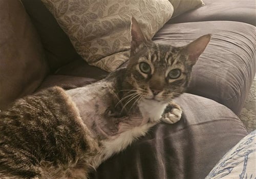 CLIFFORD - Domestic Short Hair for adoption in Sacramento