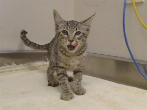 *BOHEMIA - Domestic Short Hair available for adoption