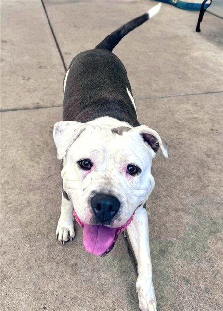 HONEY - Pit Bull Terrier available for adoption