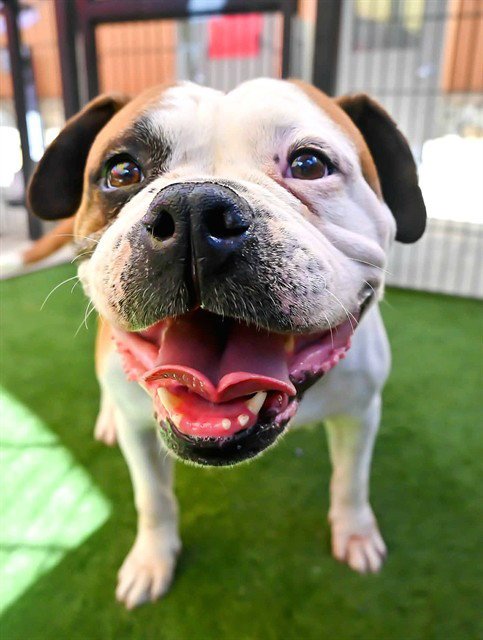 NALA - American Bulldog / Pit Bull Terrier available for adoption